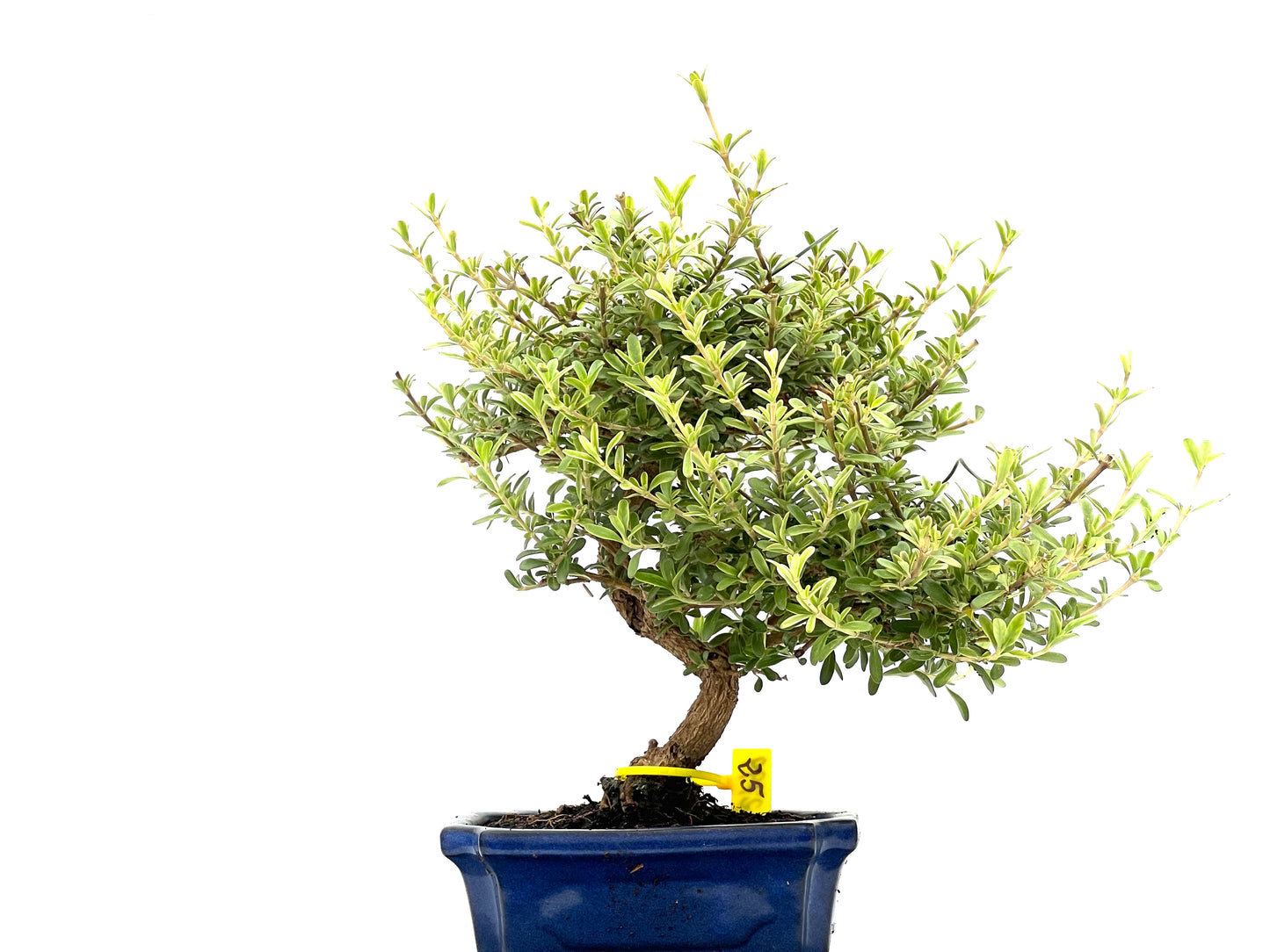 Coprosma 2799