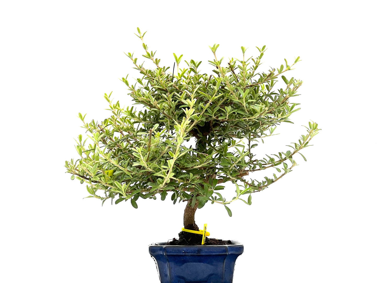 Coprosma 2799