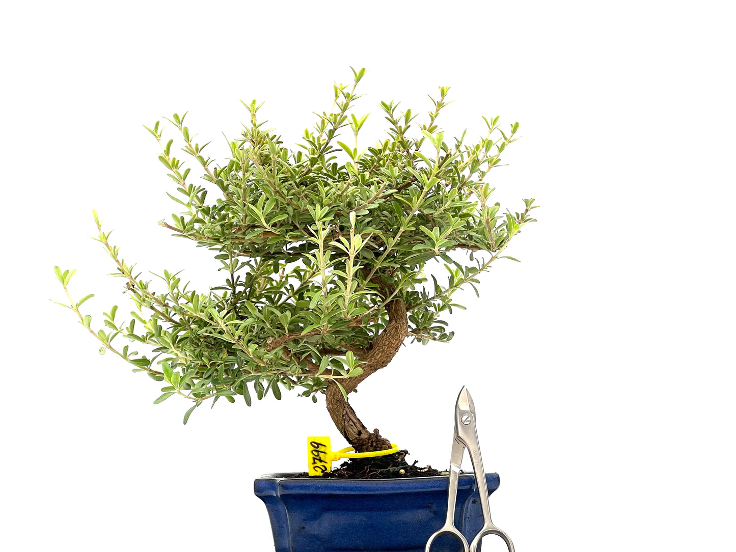 Coprosma 2799