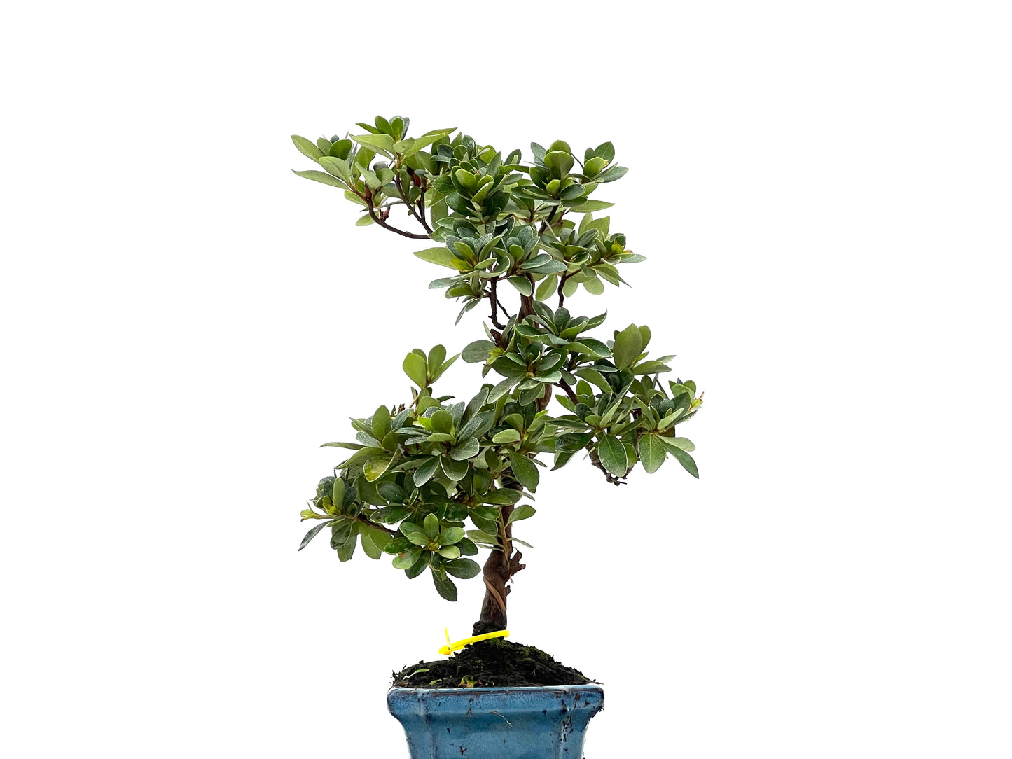 Rhododendrum Indicum 2796