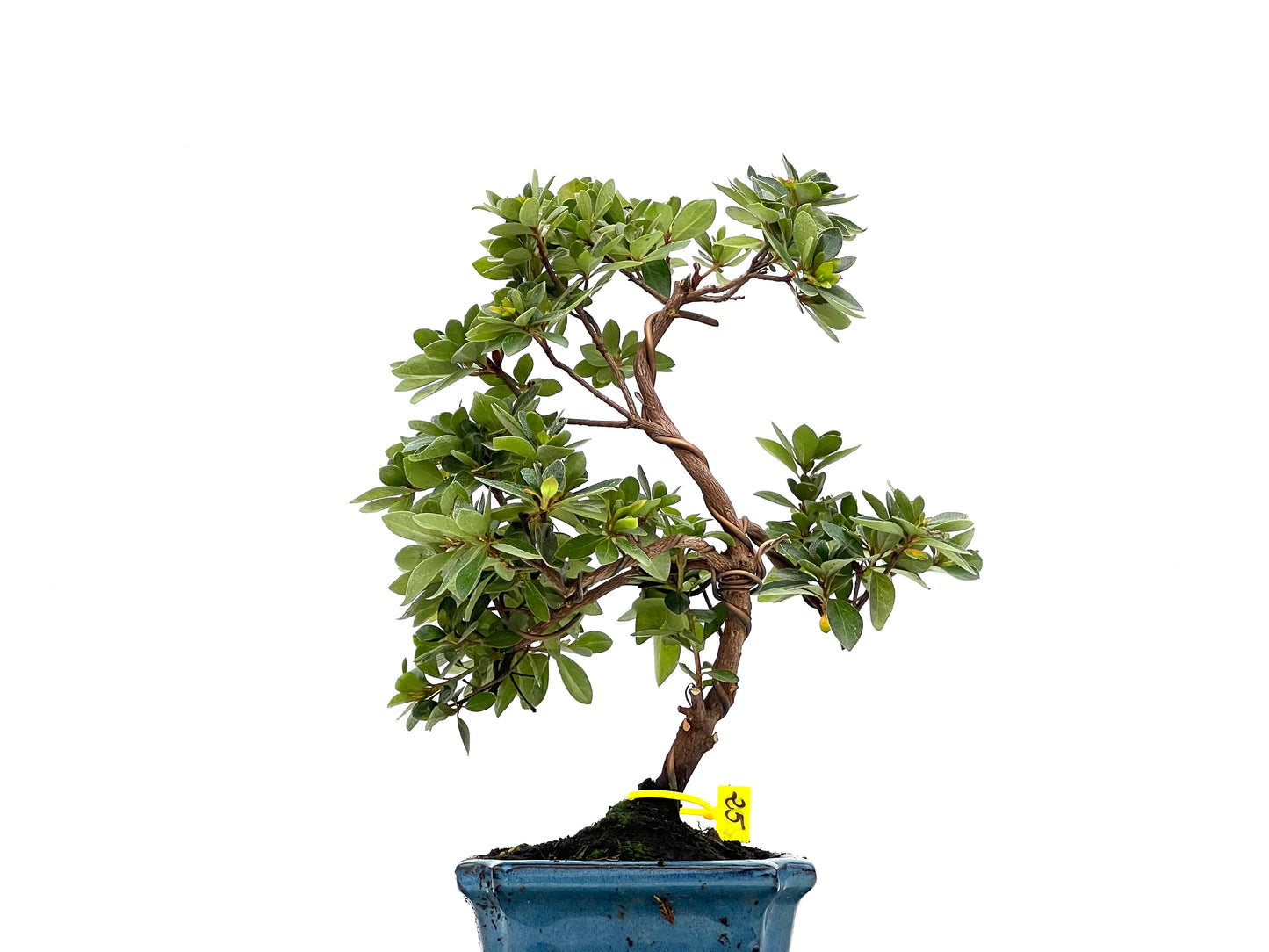 Rhododendrum Indicum 2796