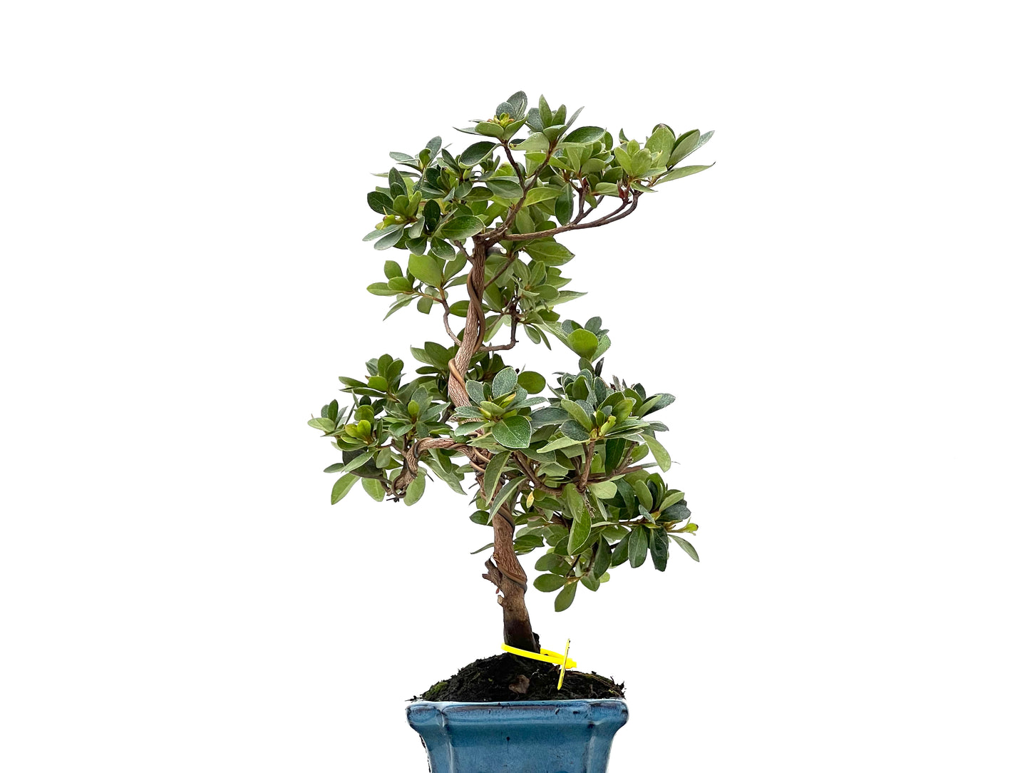 Rhododendrum Indicum 2796