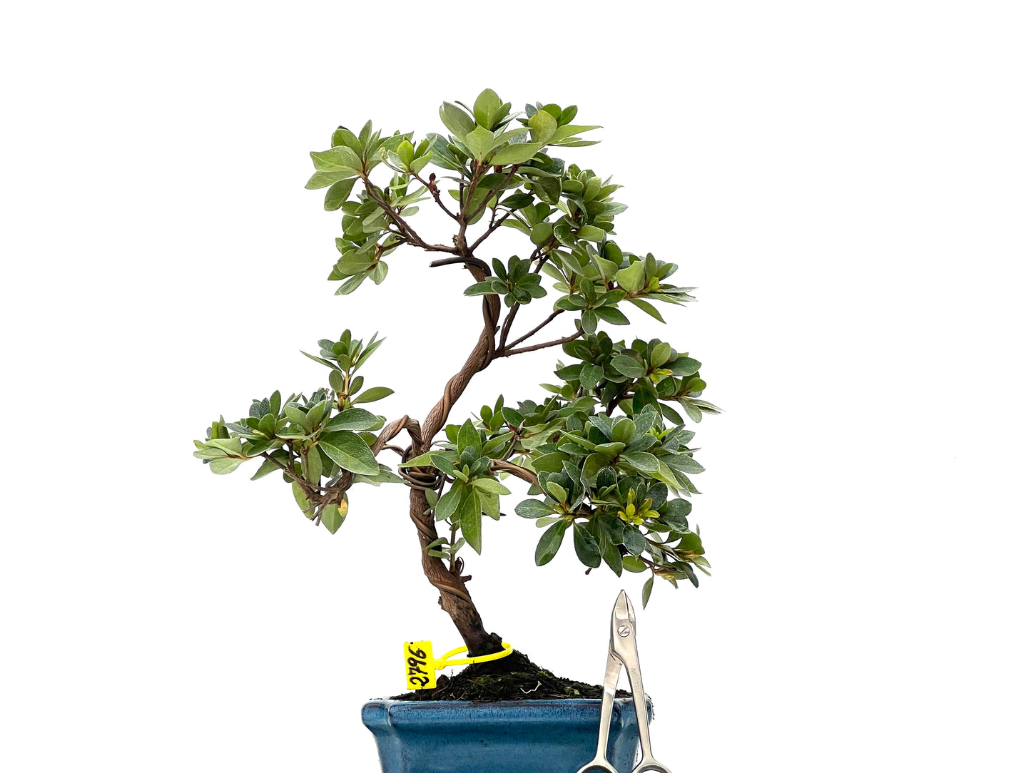 Rhododendrum Indicum 2796