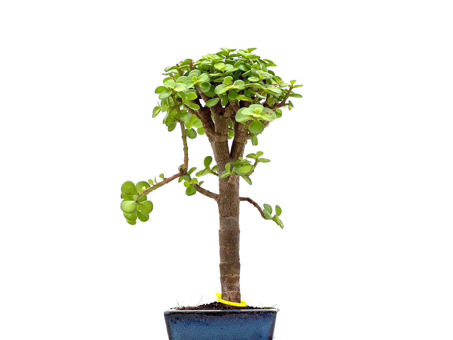 Portulacaria Afra 2798