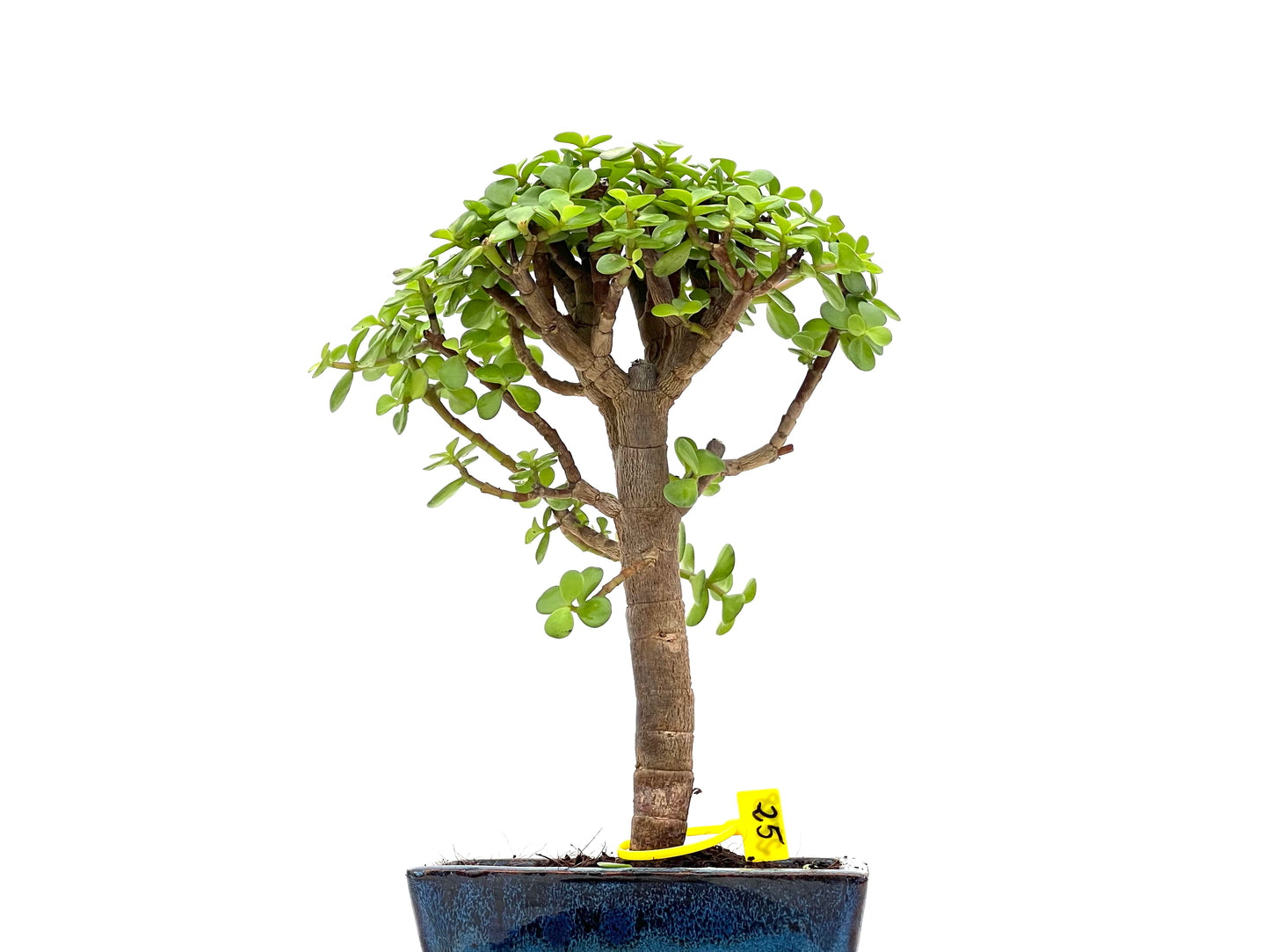 Portulacaria Afra 2798