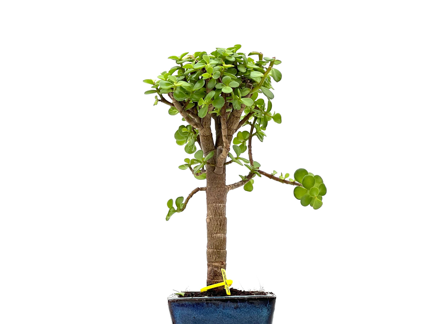 Portulacaria Afra 2798