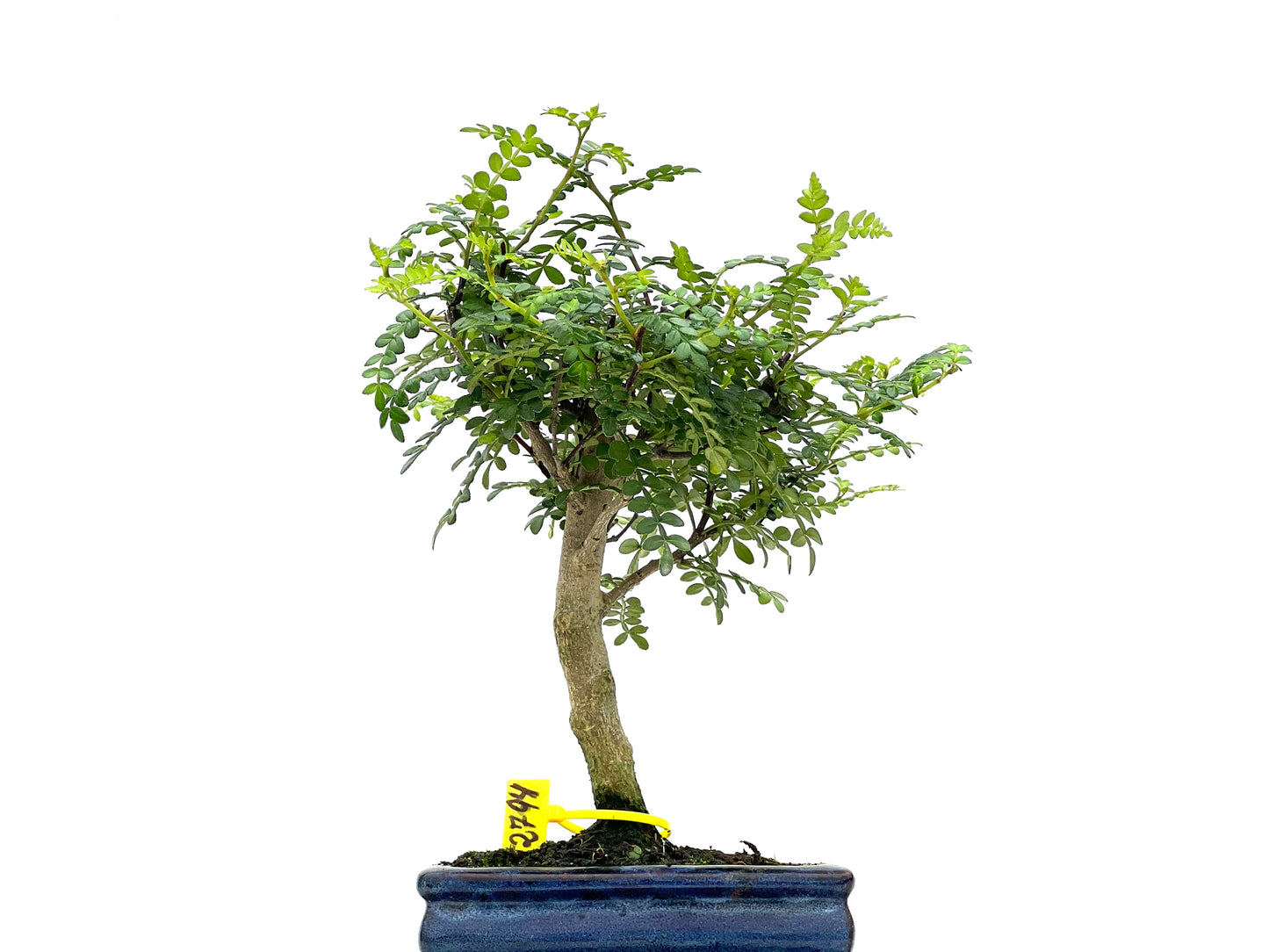 Zanthoxylum Piperitum 2794