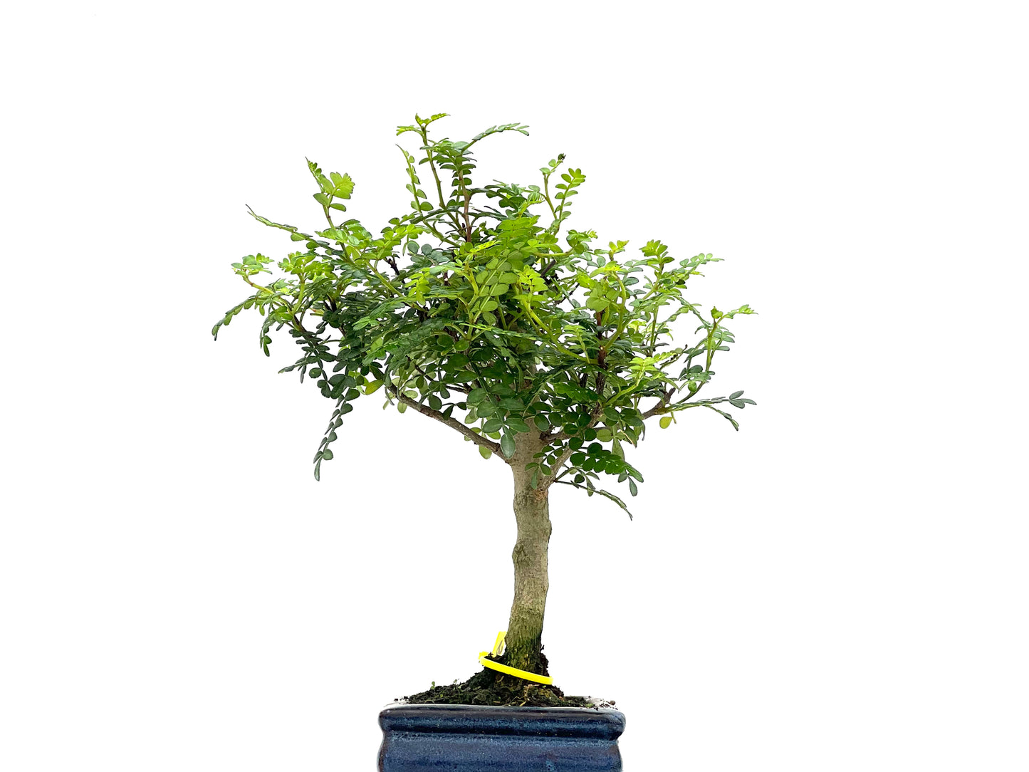 Zanthoxylum Piperitum 2794