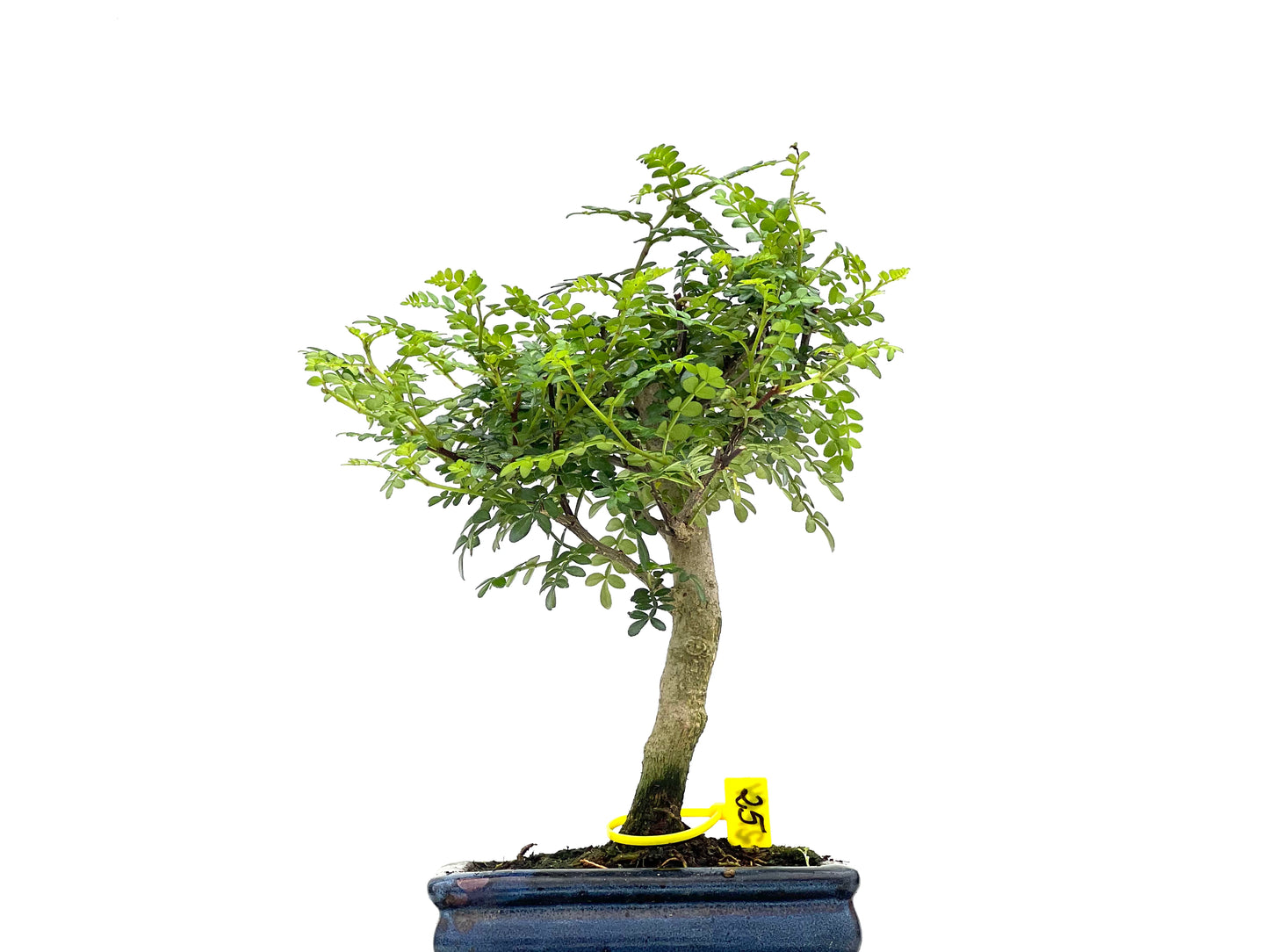 Zanthoxylum Piperitum 2794