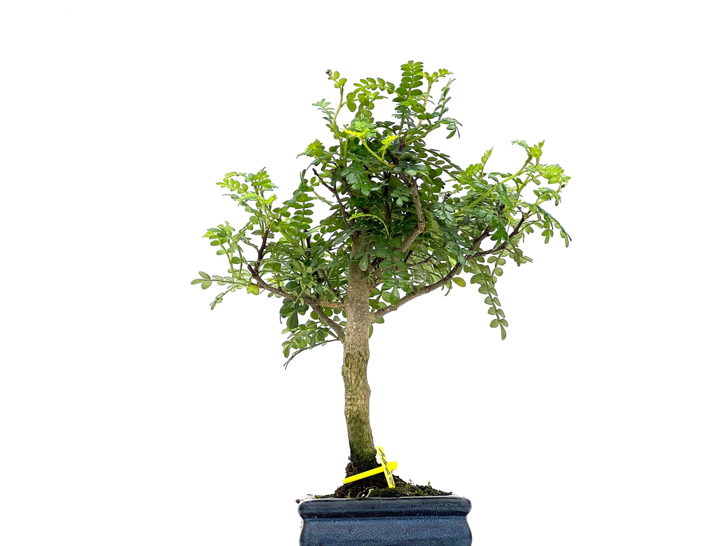 Zanthoxylum Piperitum 2794
