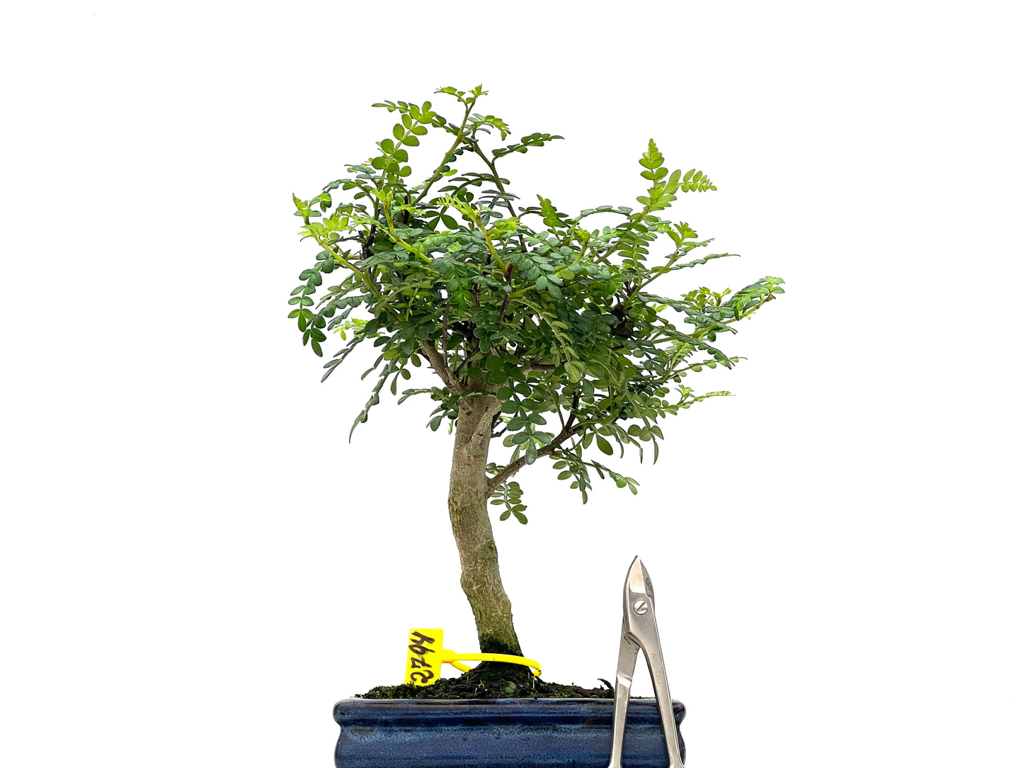 Zanthoxylum Piperitum 2794