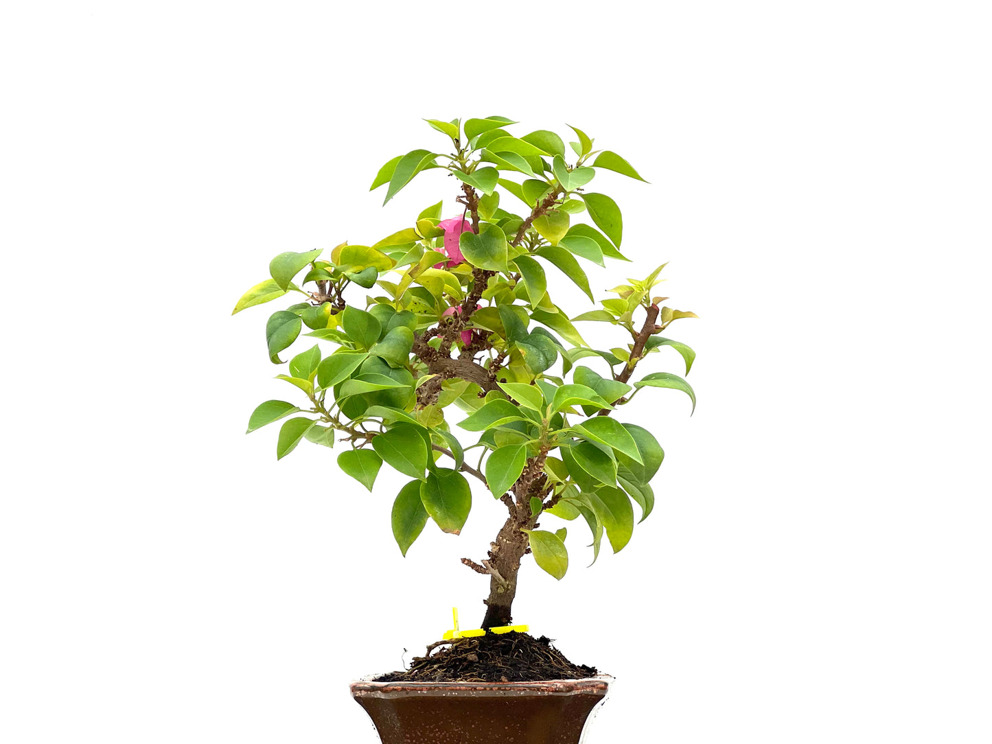 Buganvilla Spectabilis 2771