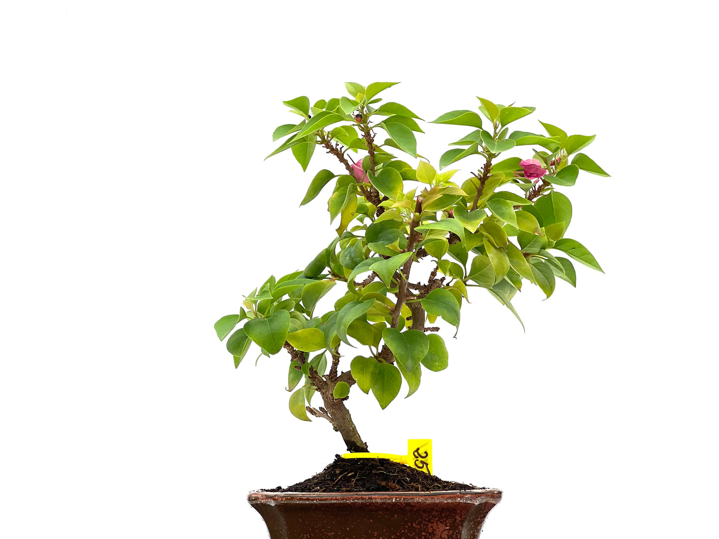 Buganvilla Spectabilis 2771