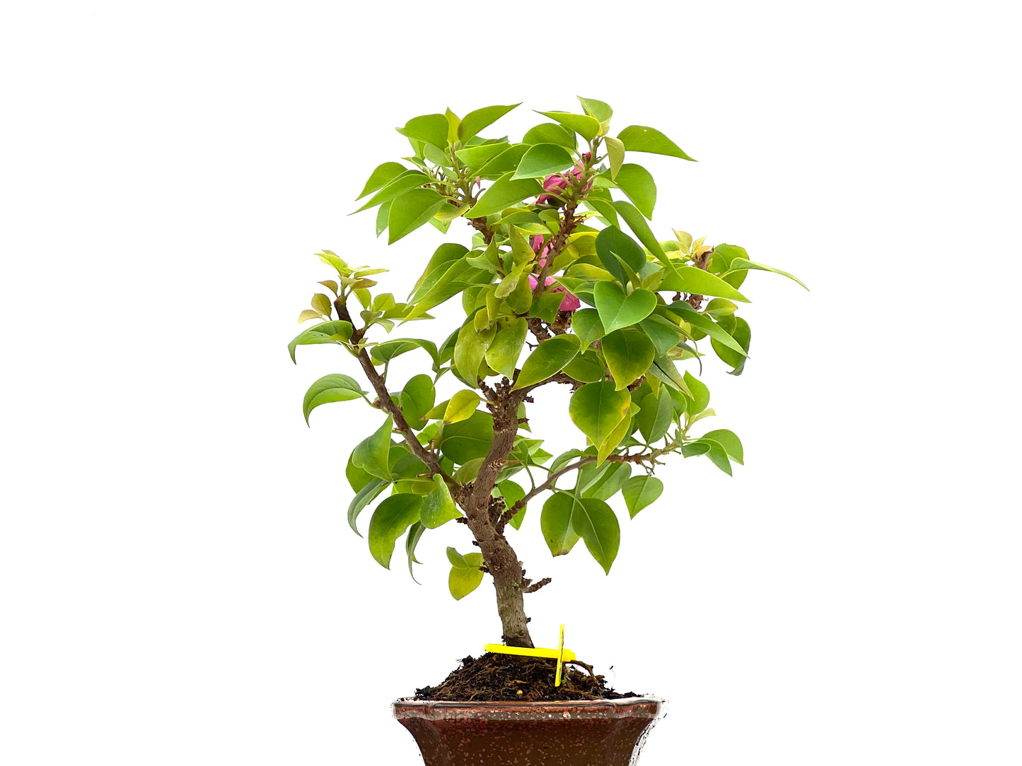 Buganvilla Spectabilis 2771