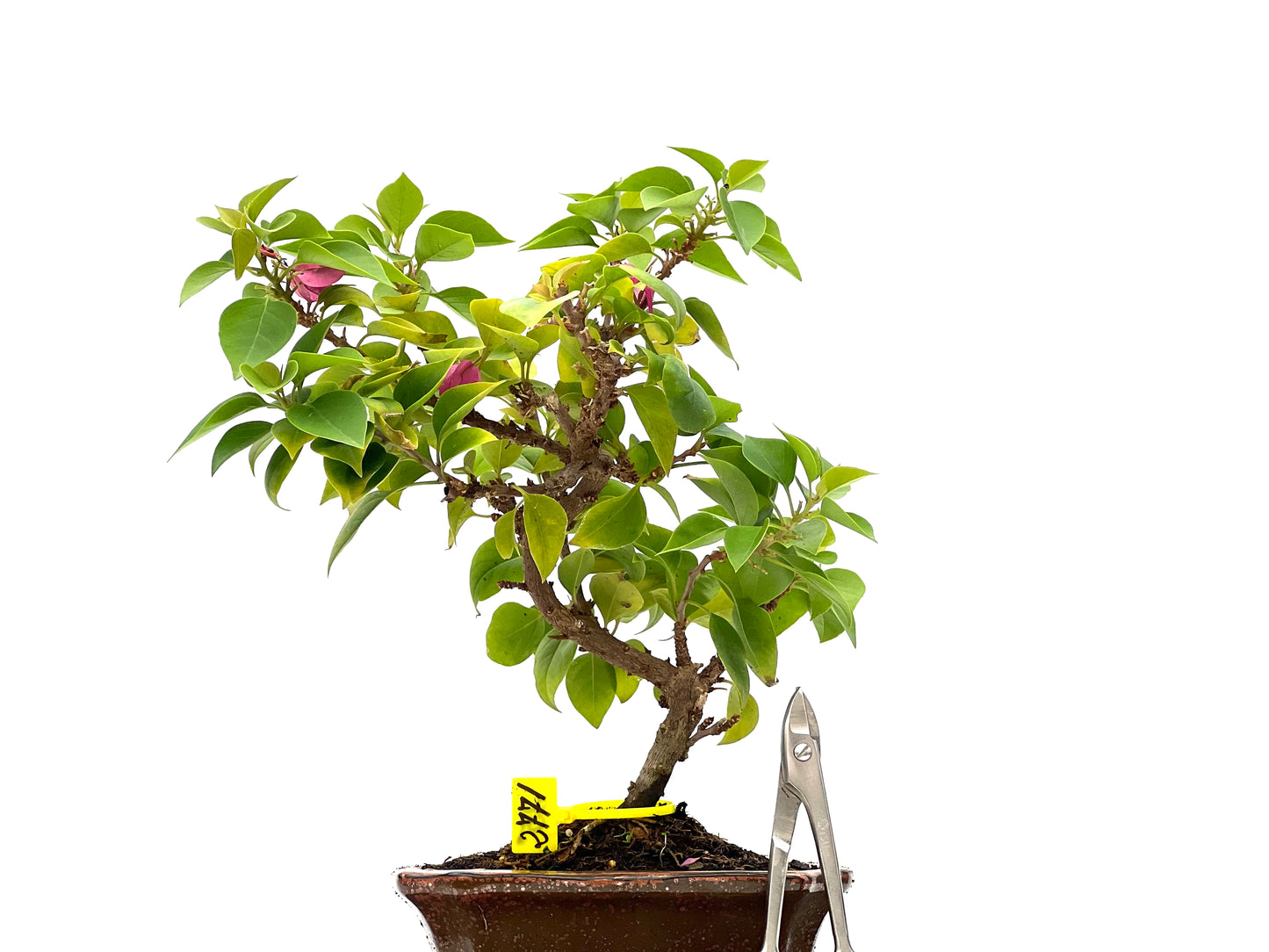 Buganvilla Spectabilis 2771