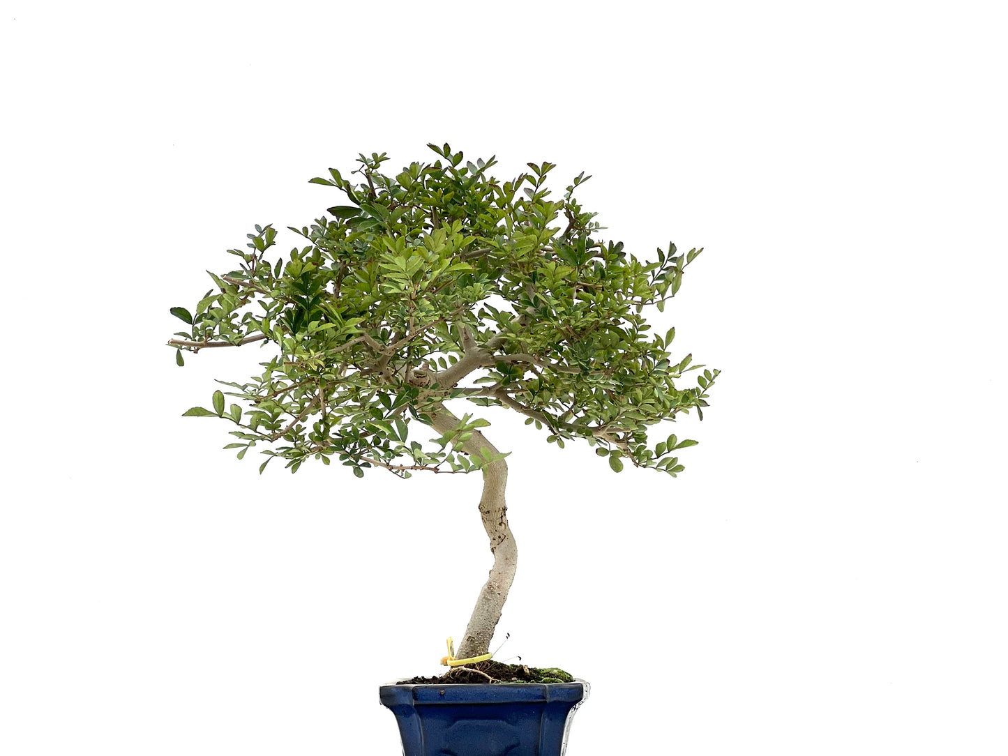 Fraxinus 2749