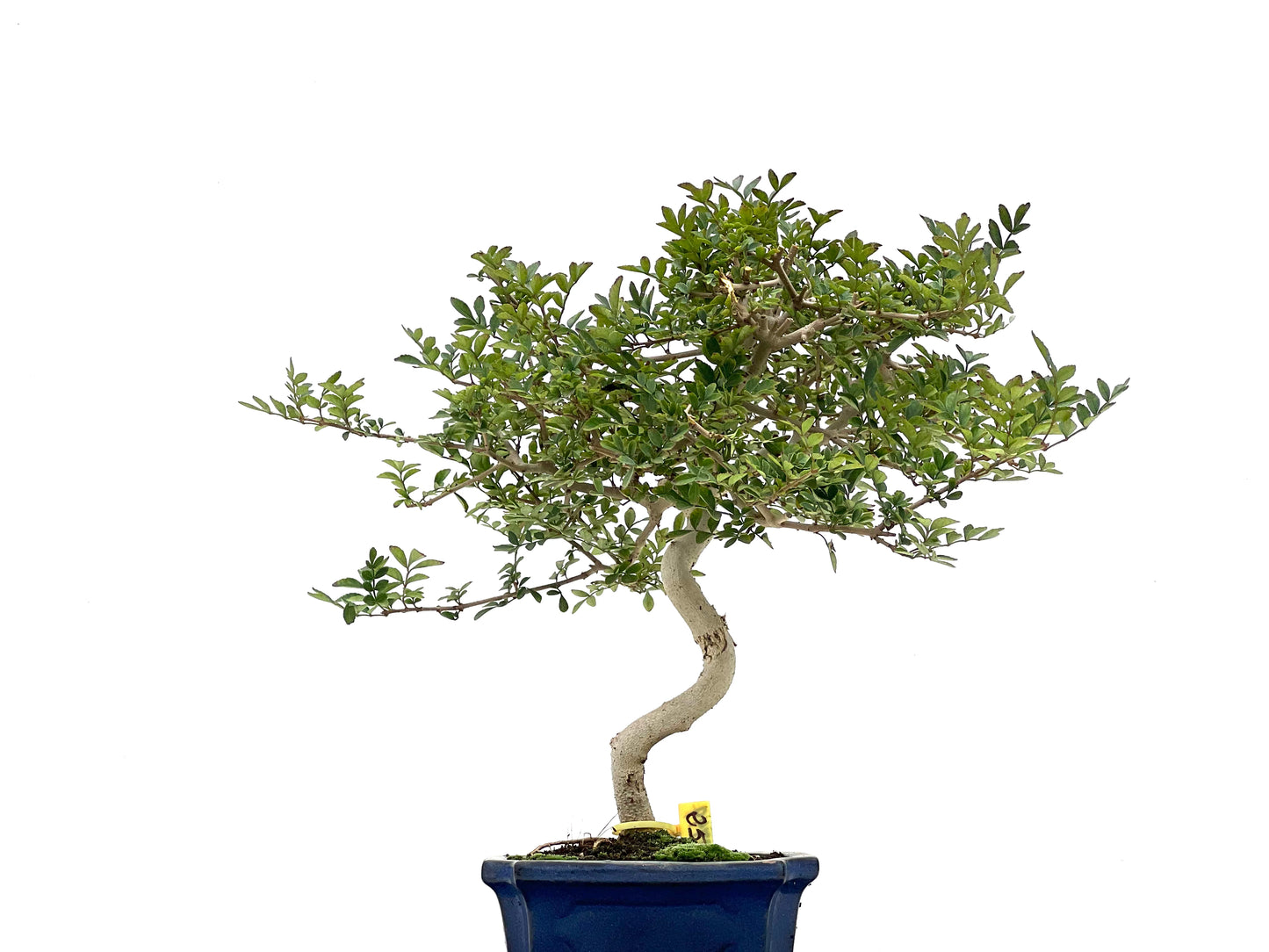 Fraxinus 2749