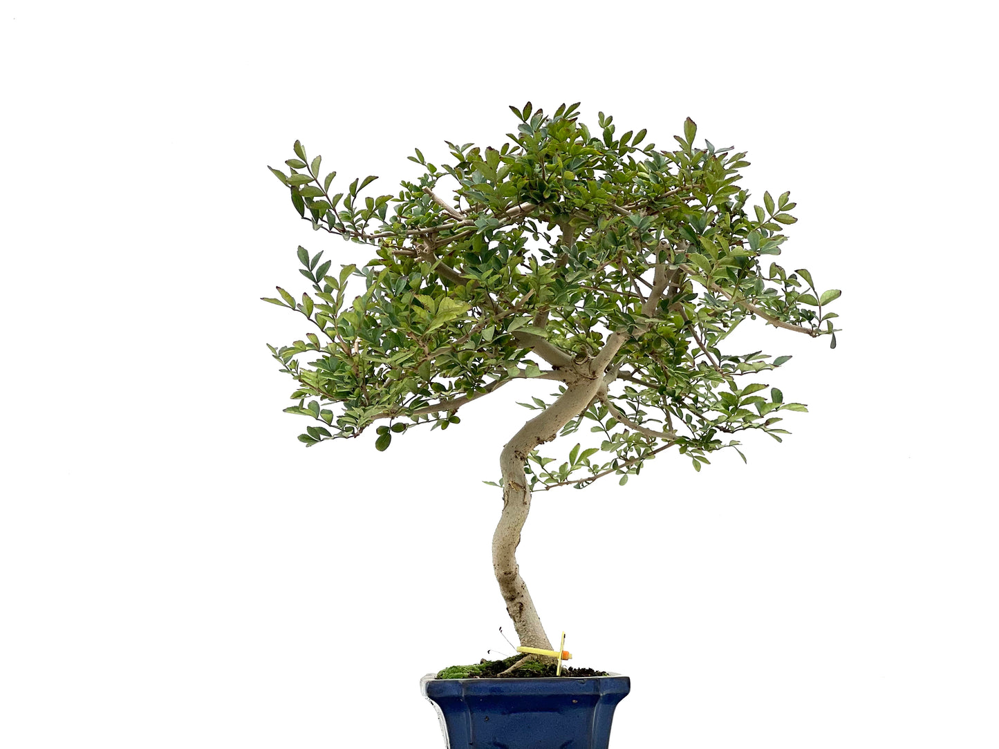 Fraxinus 2749