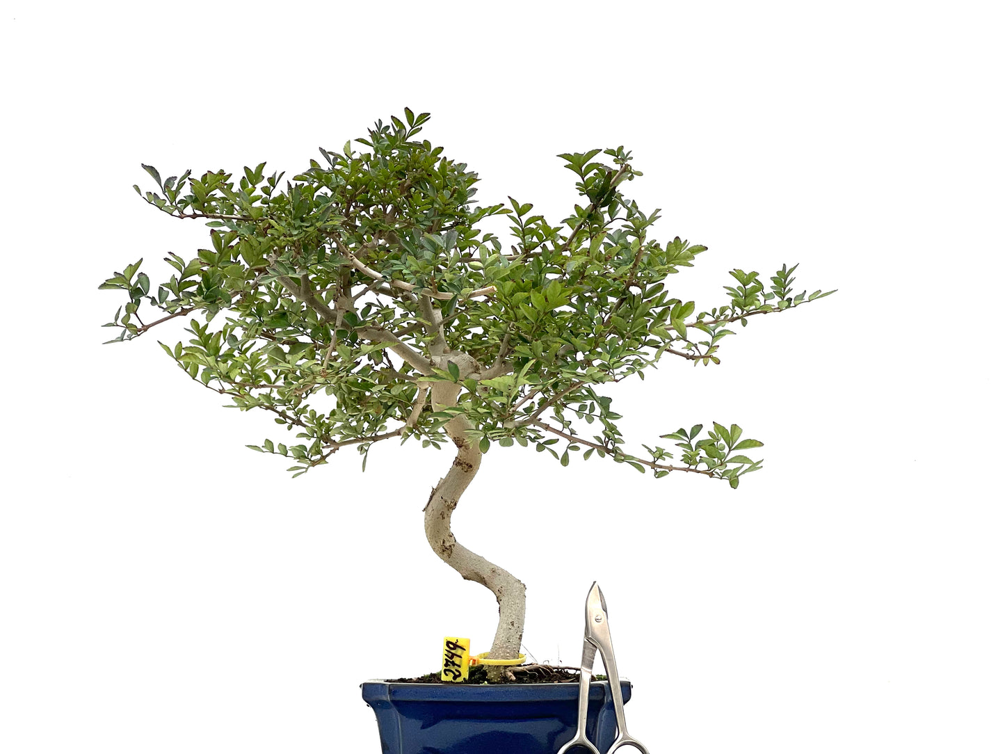 Fraxinus 2749