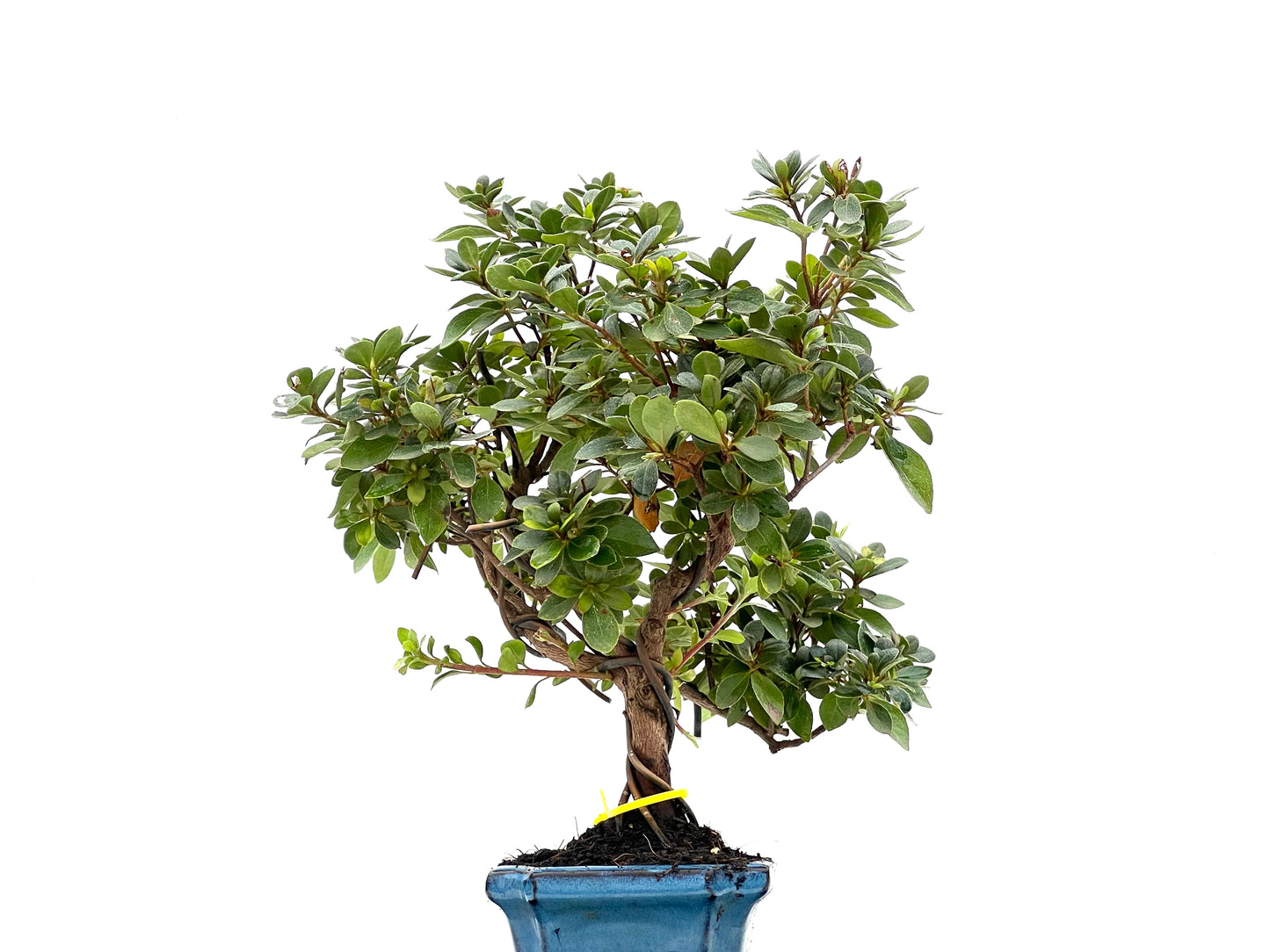 Rhododendrum Indicum 2793