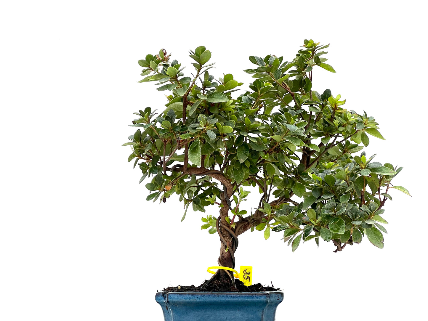 Rhododendrum Indicum 2793