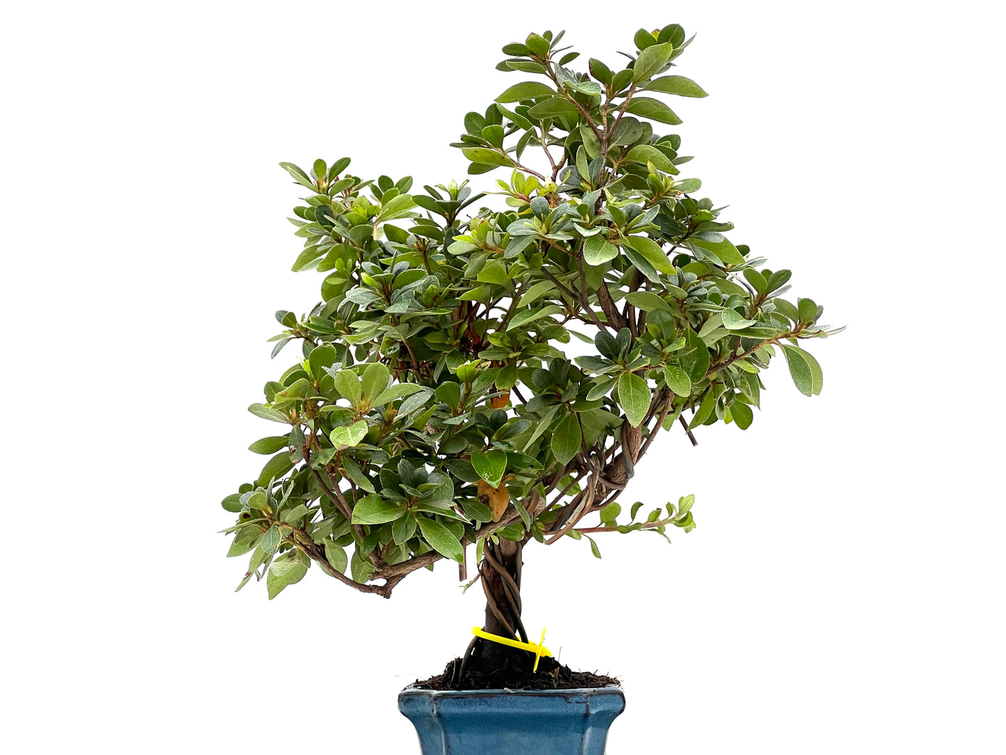 Rhododendrum Indicum 2793