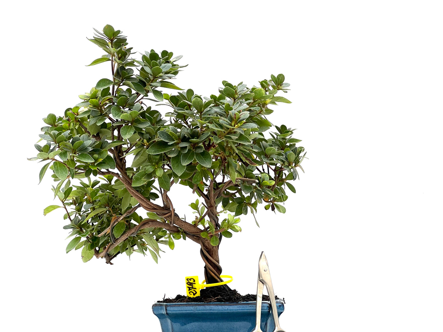 Rhododendrum Indicum 2793