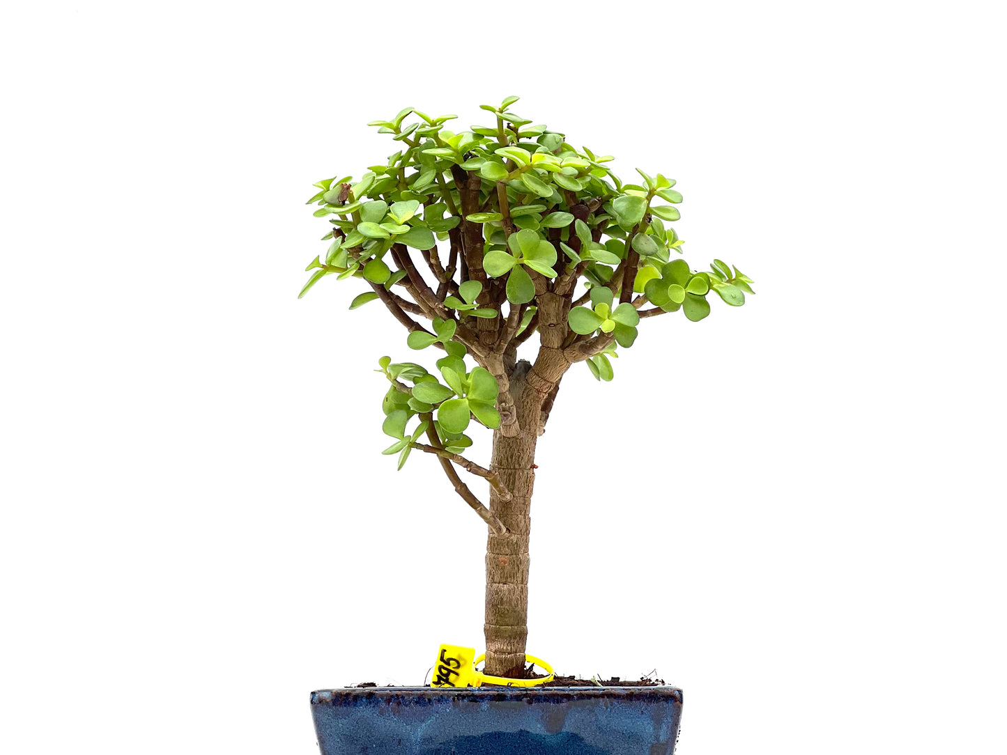 Portulacaria Afra 2795