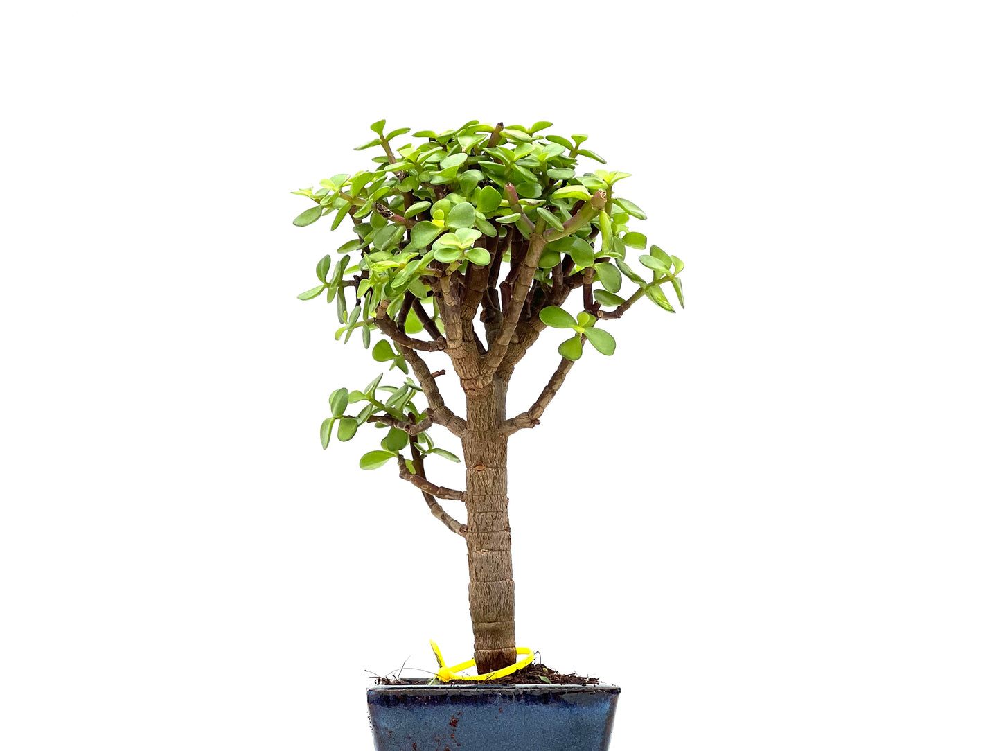 Portulacaria Afra 2795