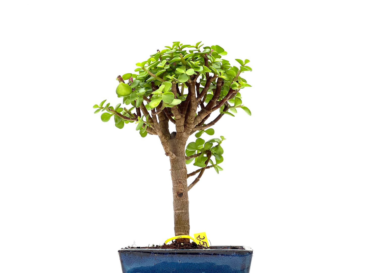 Portulacaria Afra 2795
