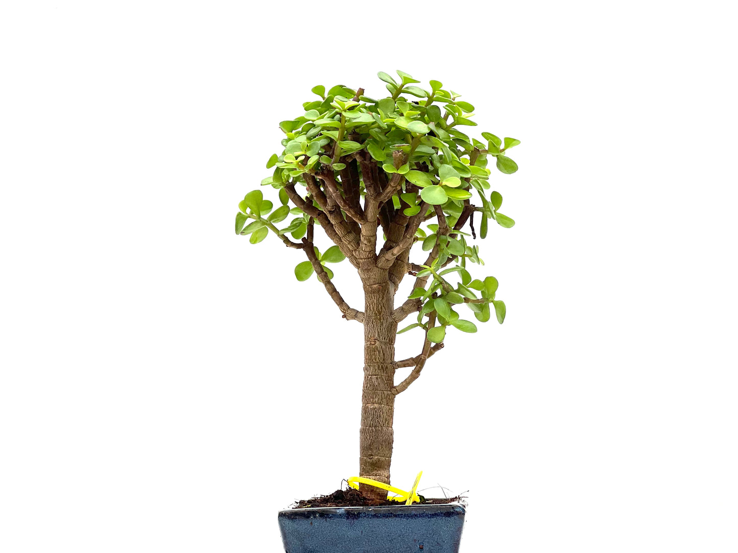 Portulacaria Afra 2795