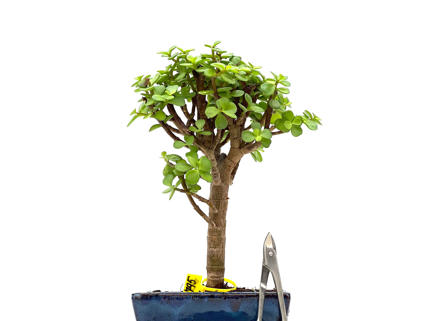 Portulacaria Afra 2795