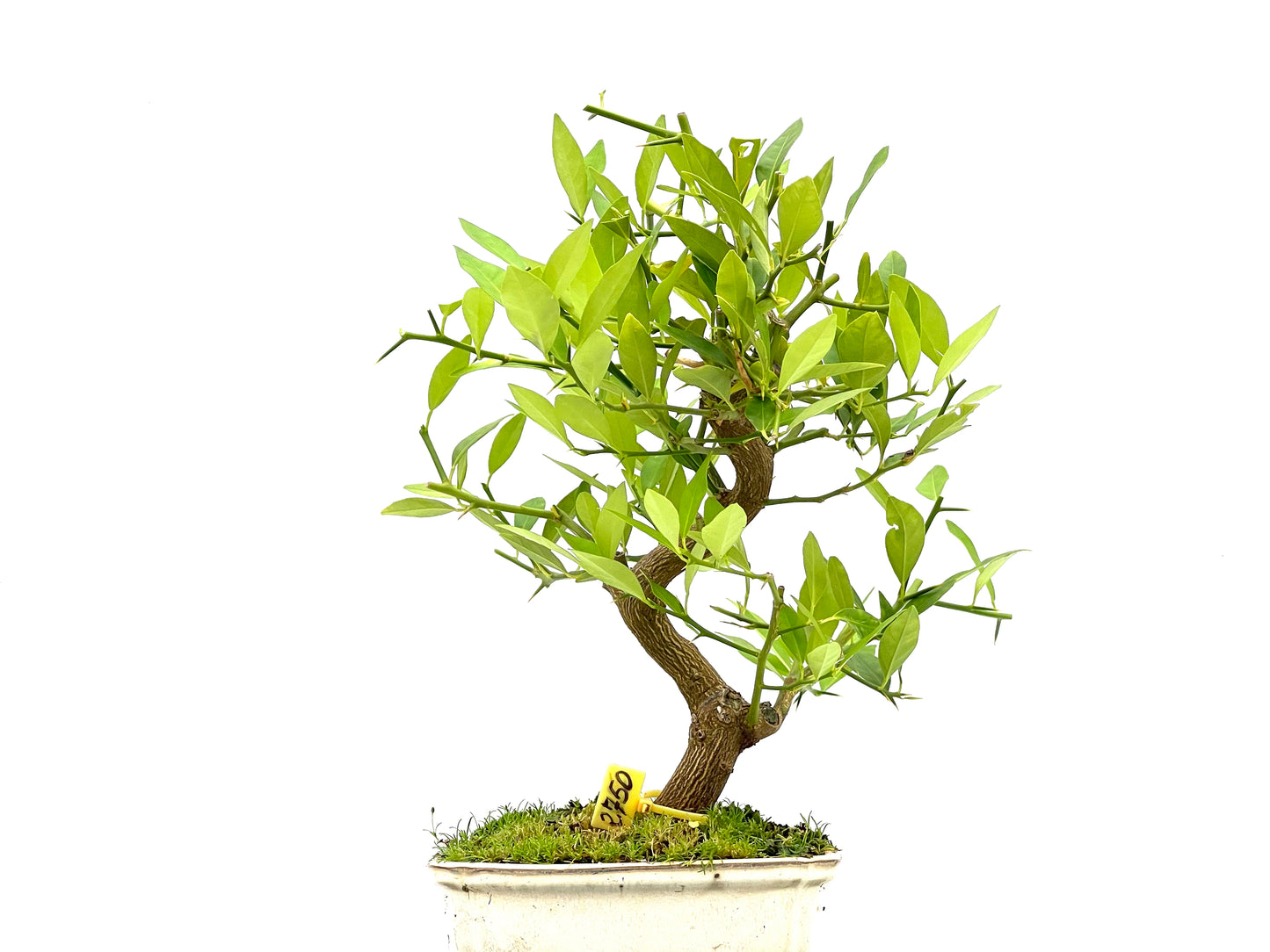 Citrus Limequat 2750