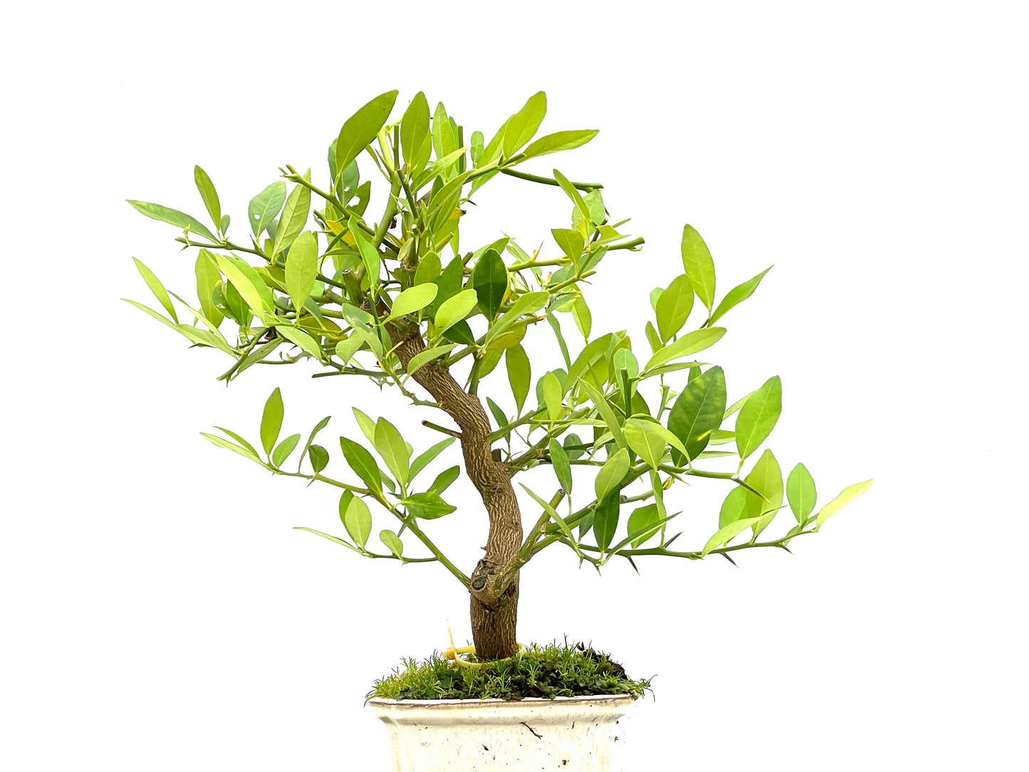 Citrus Limequat 2750