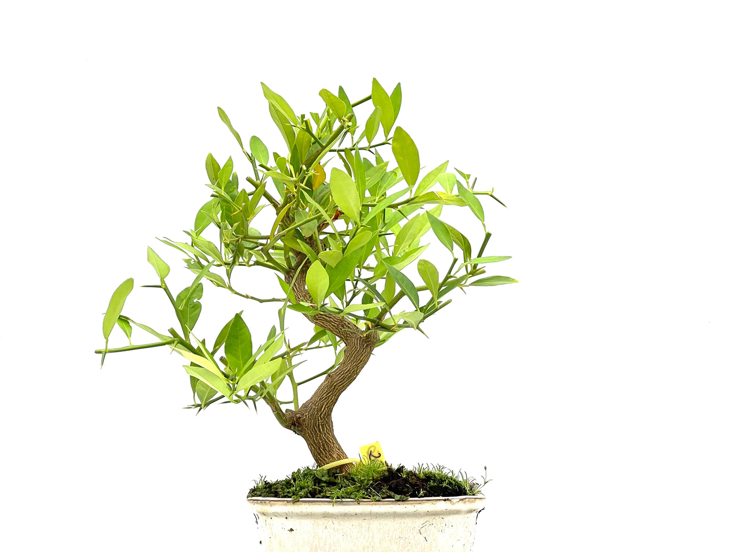 Citrus Limequat 2750