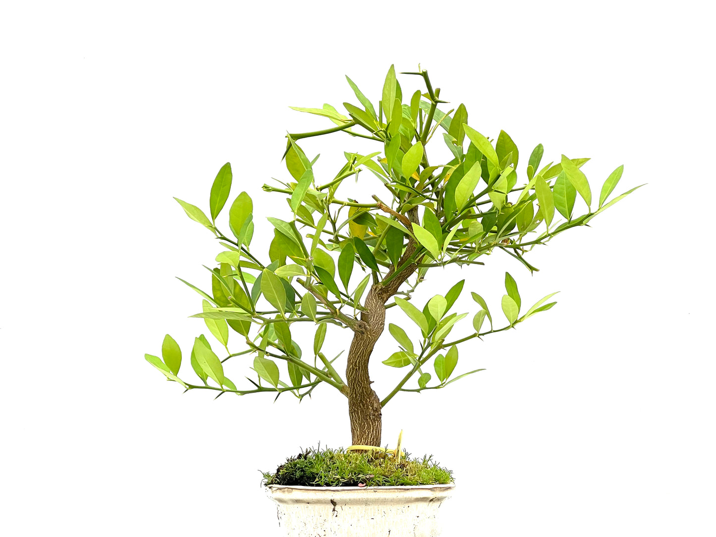 Citrus Limequat 2750