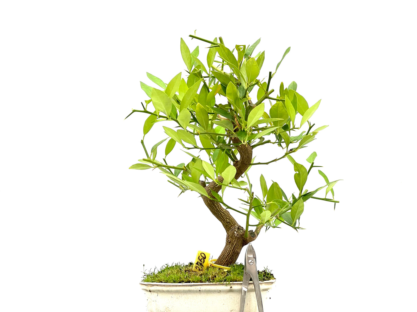 Citrus Limequat 2750