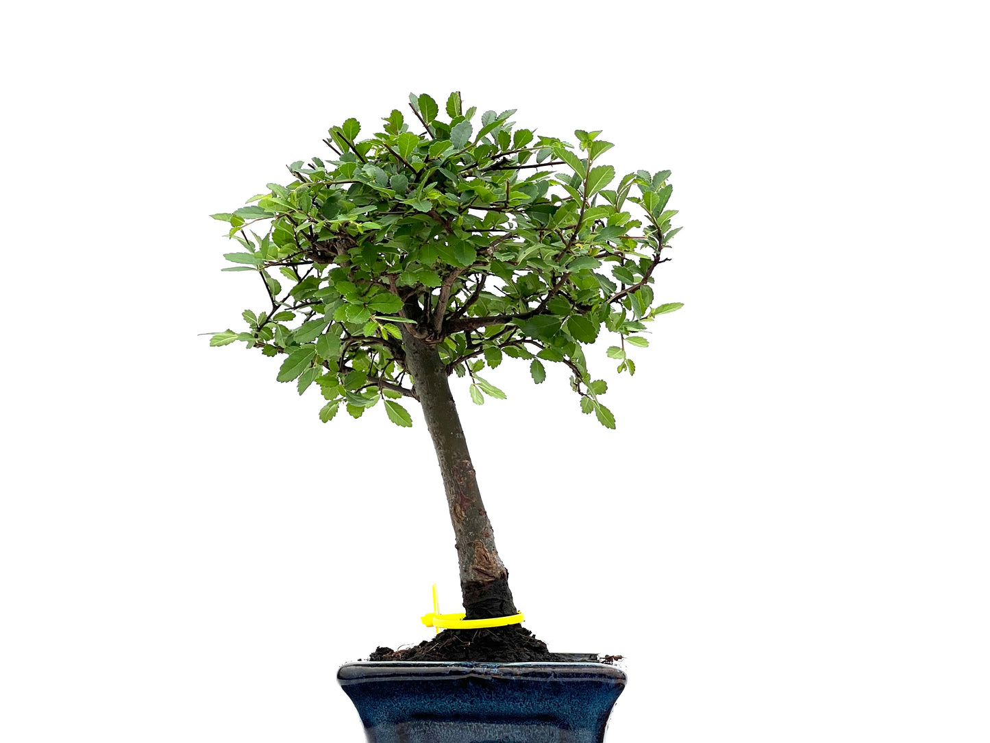 Ulmus Parvifolia 2809