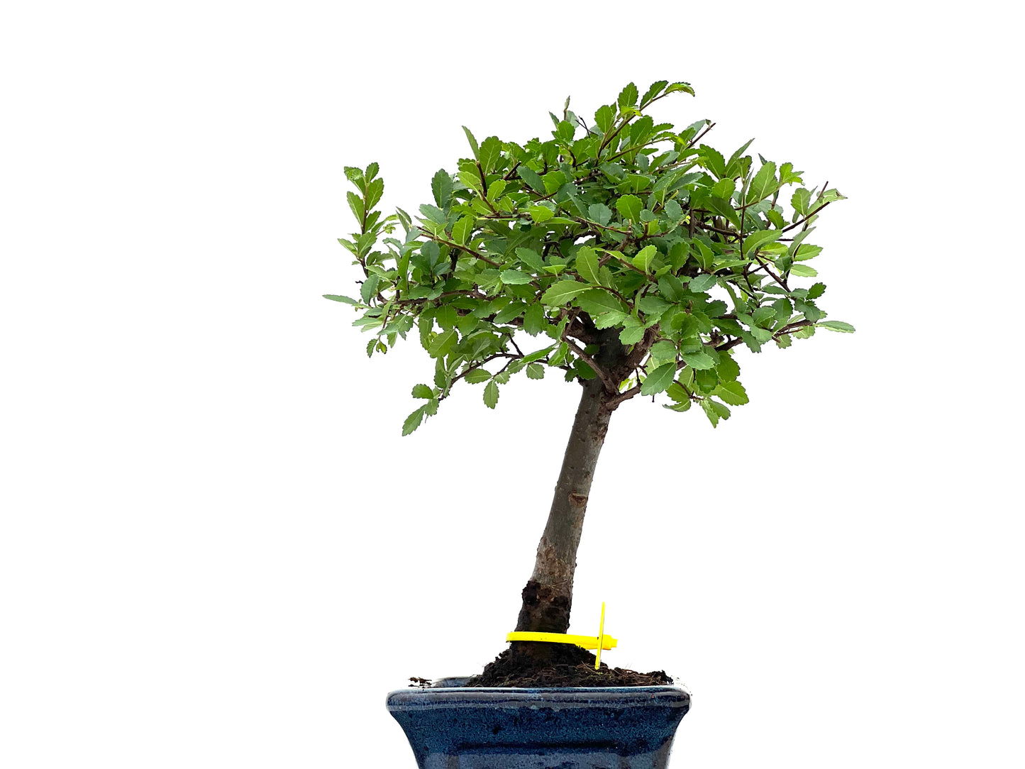 Ulmus Parvifolia 2809