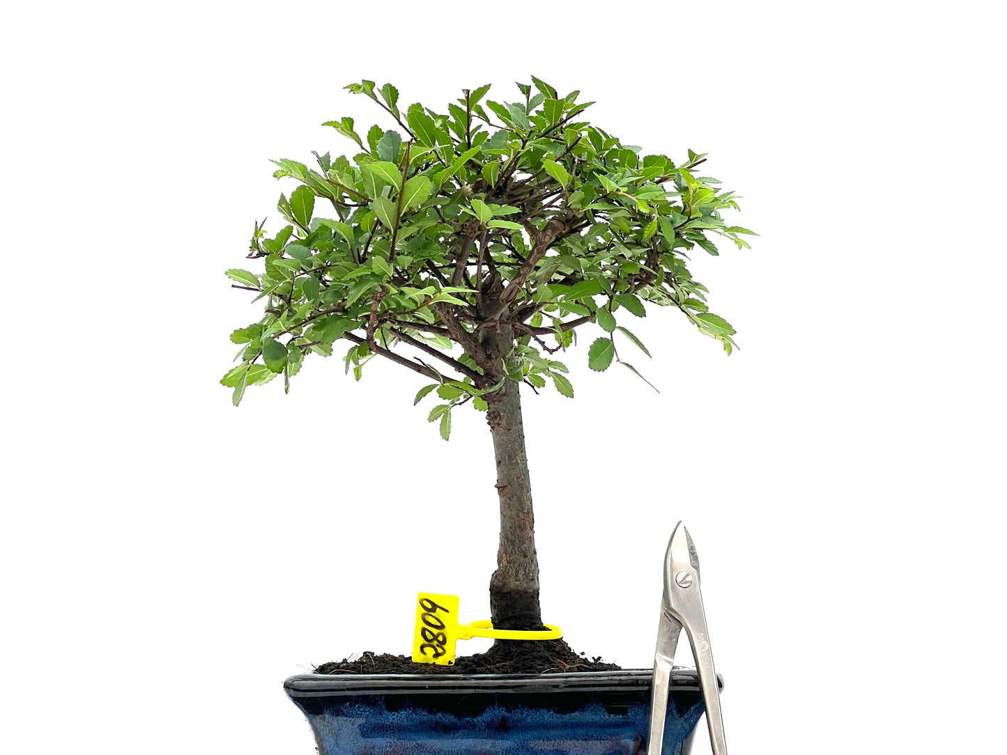 Ulmus Parvifolia 2809