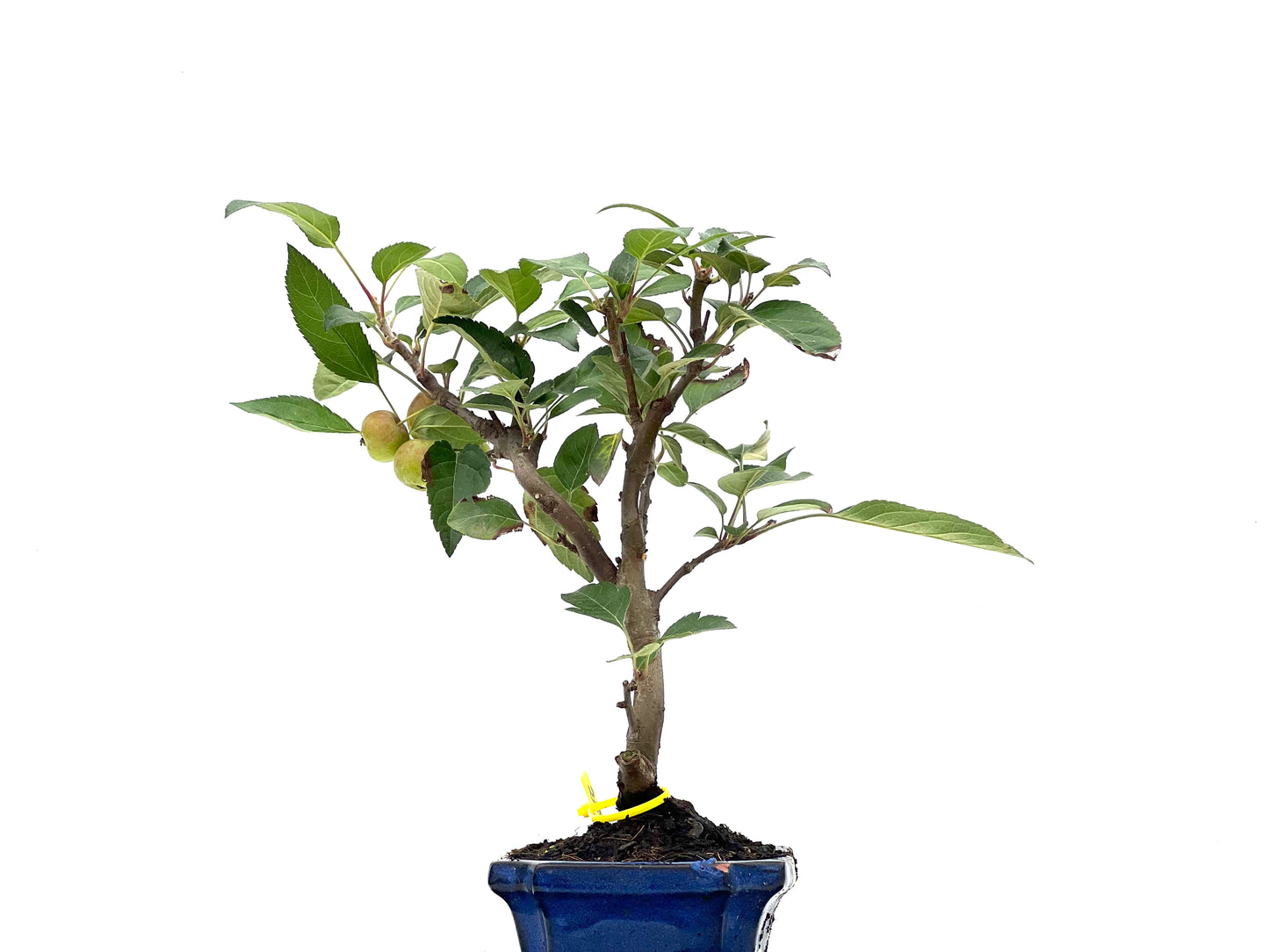 Malus Everest 2808