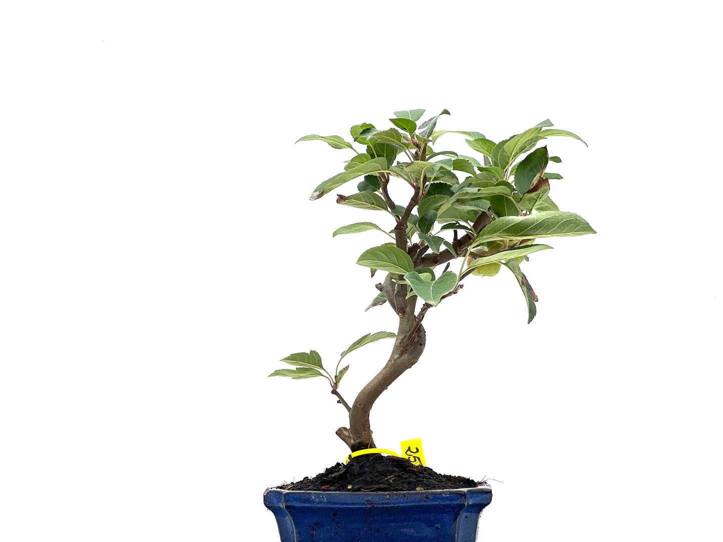 Malus Everest 2808