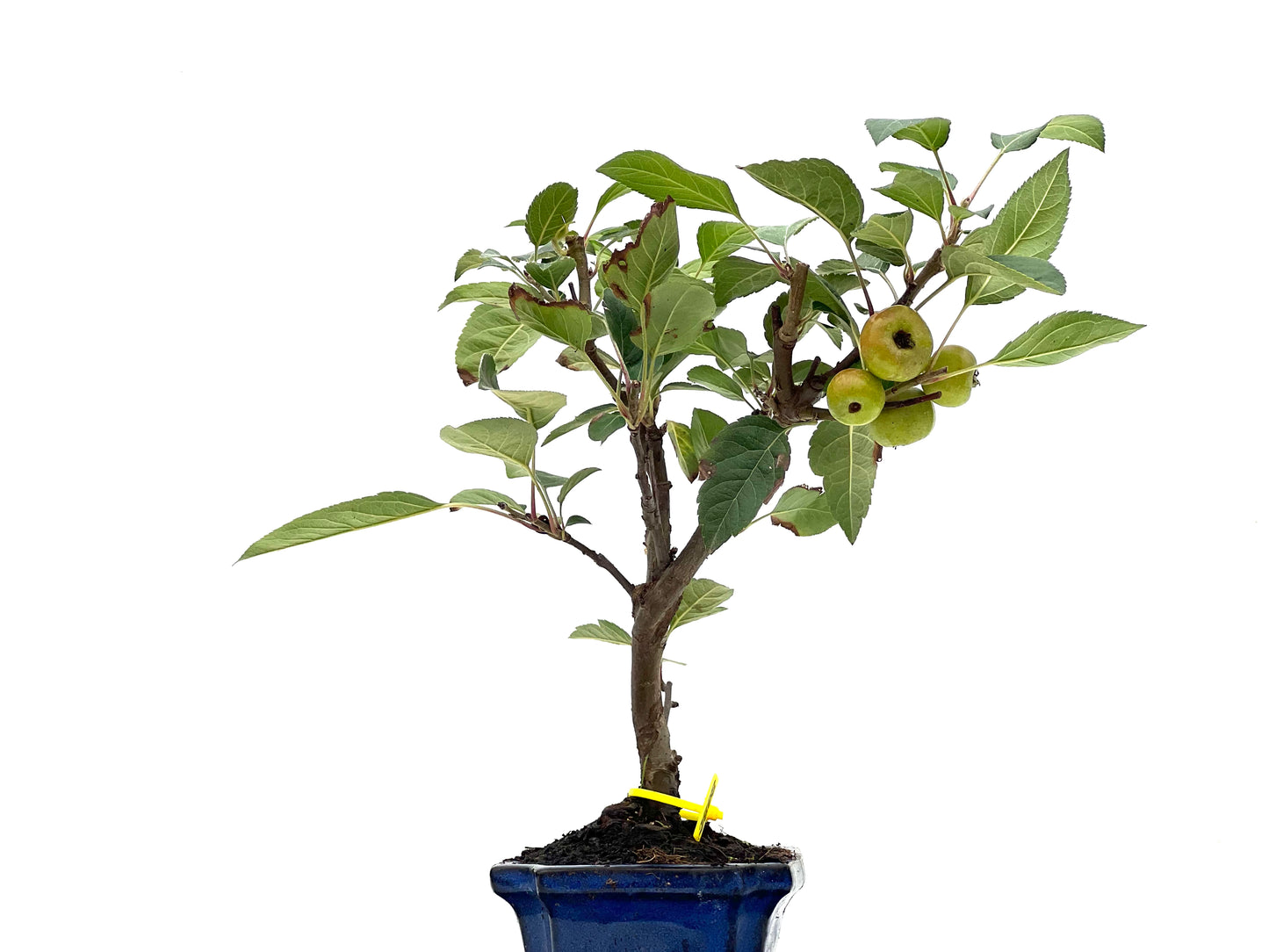 Malus Everest 2808