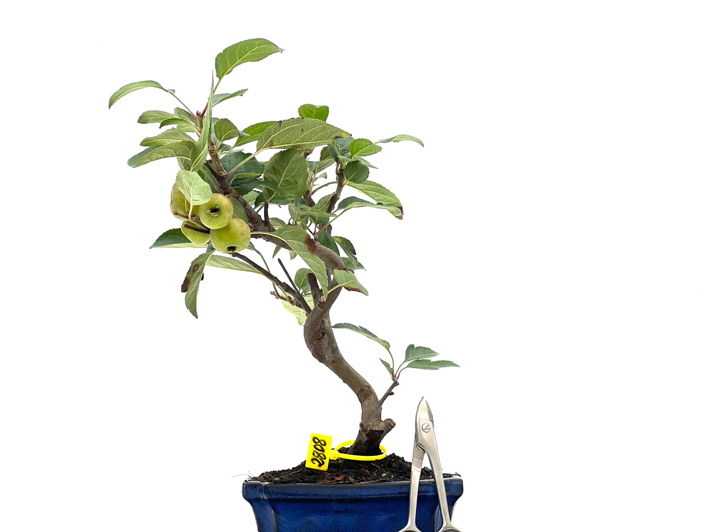 Malus Everest 2808