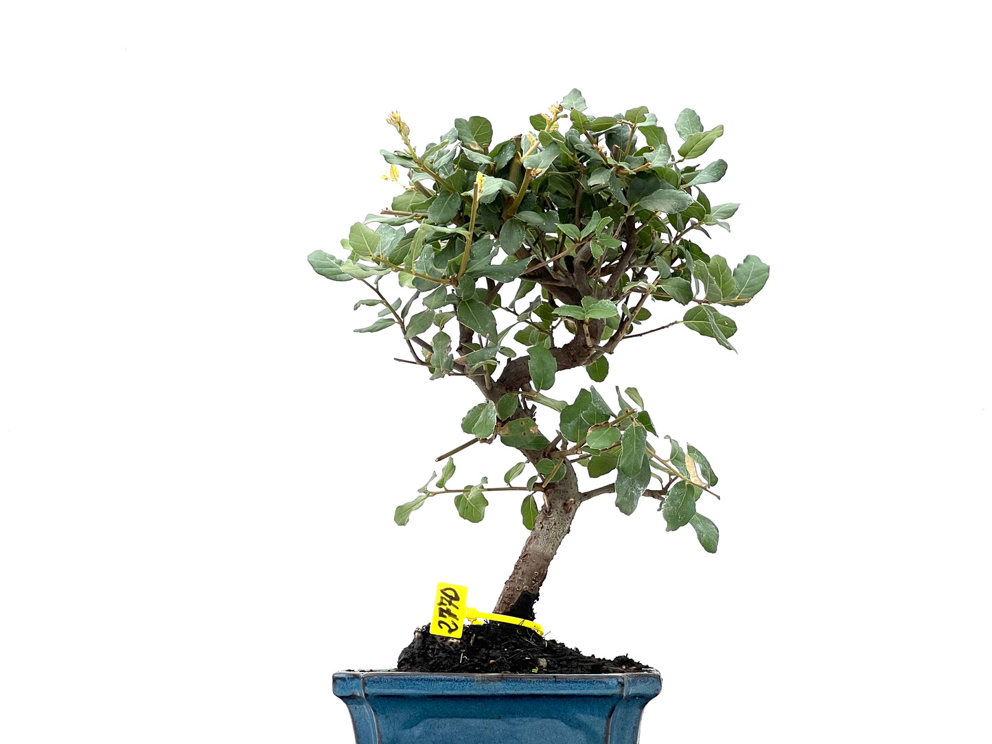 Quercus Suber 2770