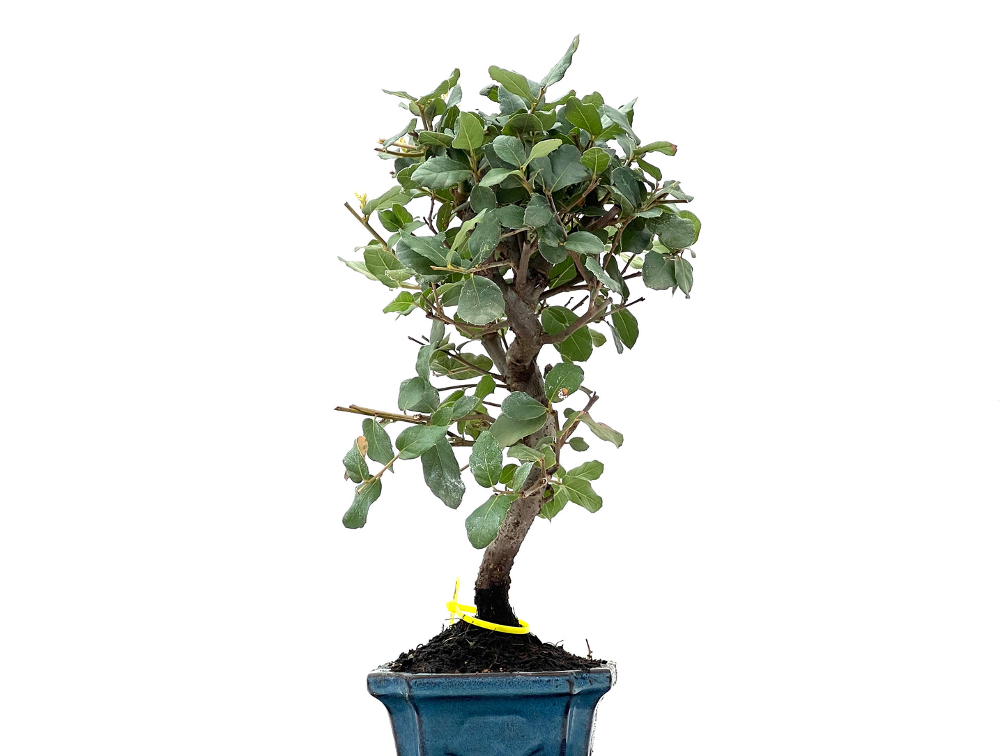 Quercus Suber 2770