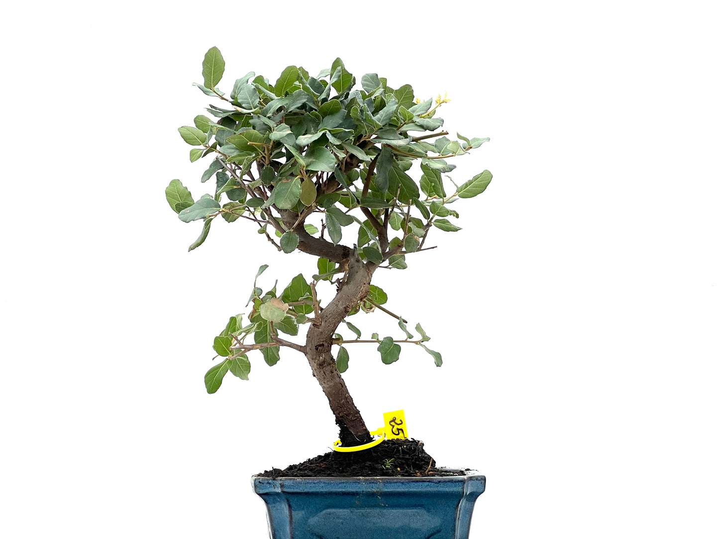 Quercus Suber 2770