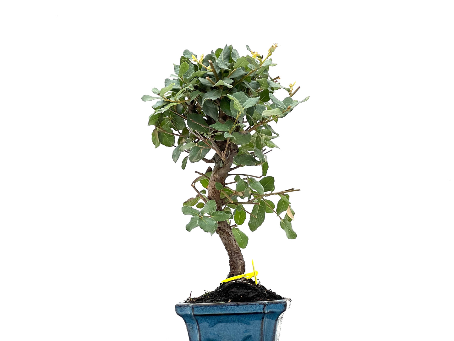 Quercus Suber 2770