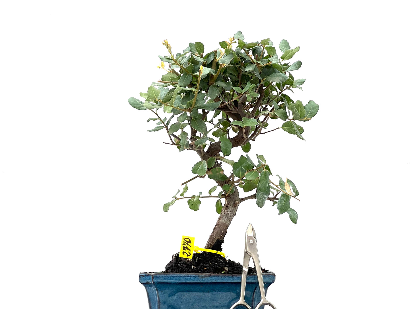 Quercus Suber 2770