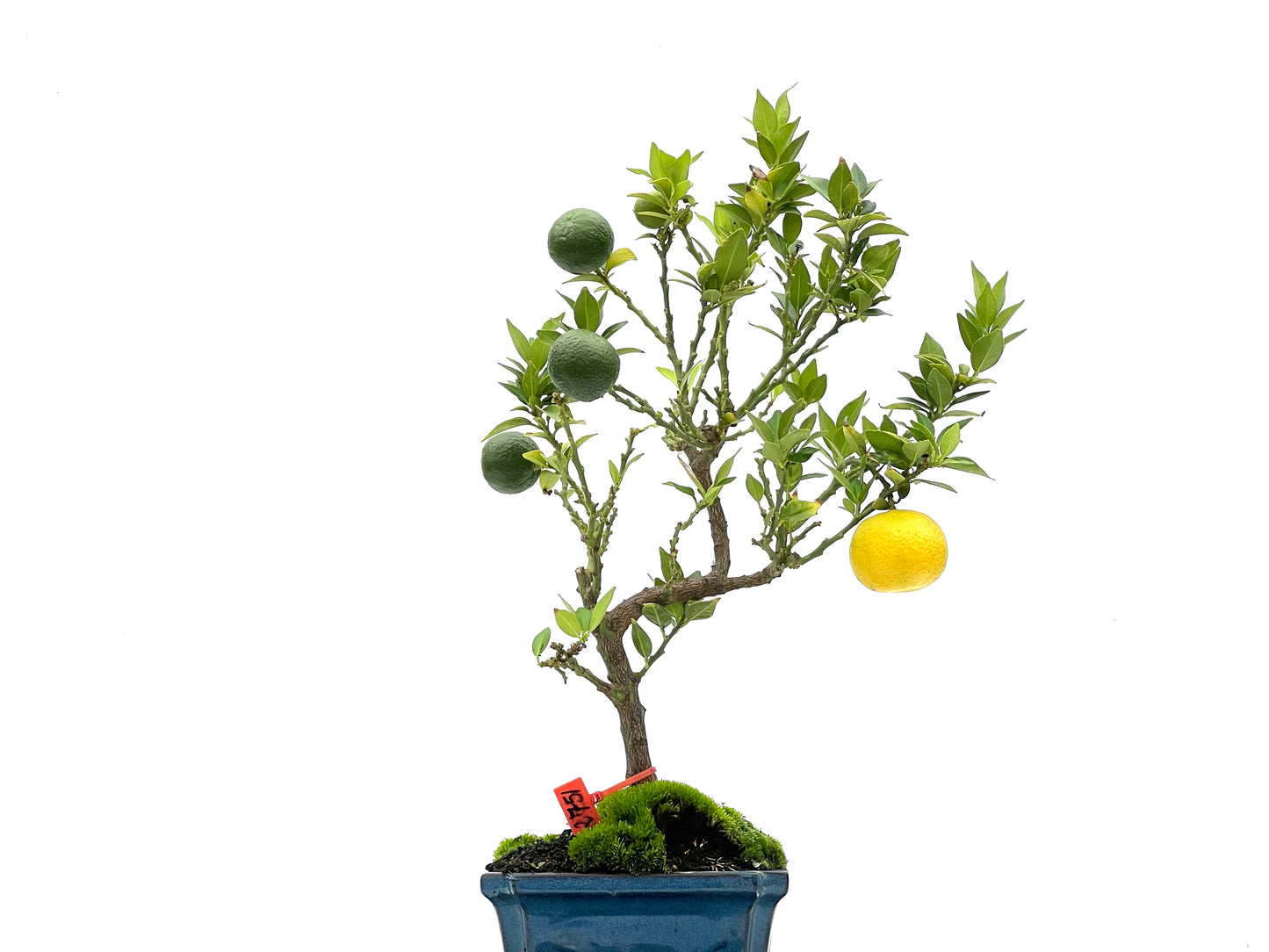 Citrus Myrtifolia 2751